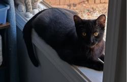 Lost Female Cat last seen Avington Neighborhood, Cumming, GA 30041