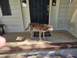 Reunited Male Dog last seen Near Northwoods Academy Pierce Ave, Macon, GA 31204