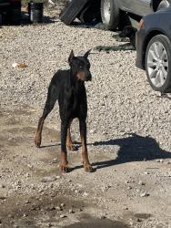 Found/Stray Male Dog last seen Long ave and grove ave, Fort Worth, TX 76106