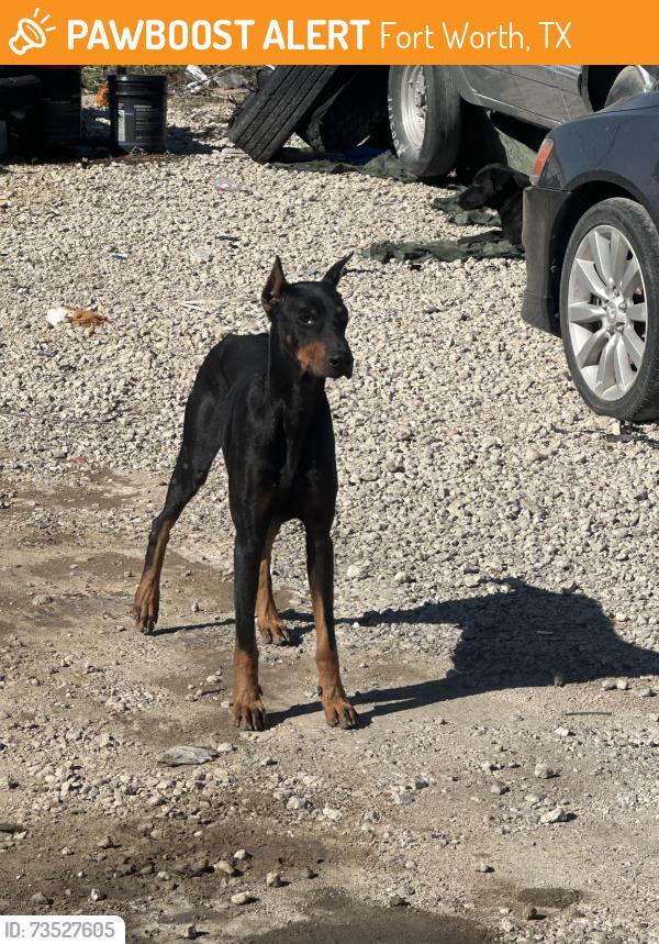 Found/Stray Male Dog last seen Long ave and grove ave, Fort Worth, TX 76106