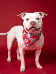 Shelter Stray Male Dog last seen Near Oak Dr SE, Atlanta, GA, 1251 Fulton Industrial Blvd NW, Atlanta, GA 30336, USA