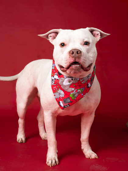 Shelter Stray Male Dog last seen Near Oak Dr SE, Atlanta, GA, 1251 Fulton Industrial Blvd NW, Atlanta, GA 30336, USA