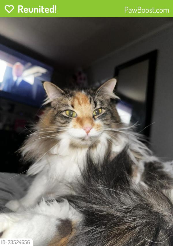 Reunited Female Cat last seen S platten st, Green Bay, WI 54303