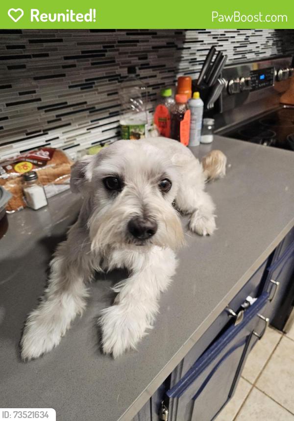 Reunited Male Dog last seen Glencairn community, Houston, TX 77084