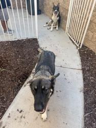 Found/Stray Male Dog last seen San bernardino/Grove St Redlands, CA, Redlands, CA 92374