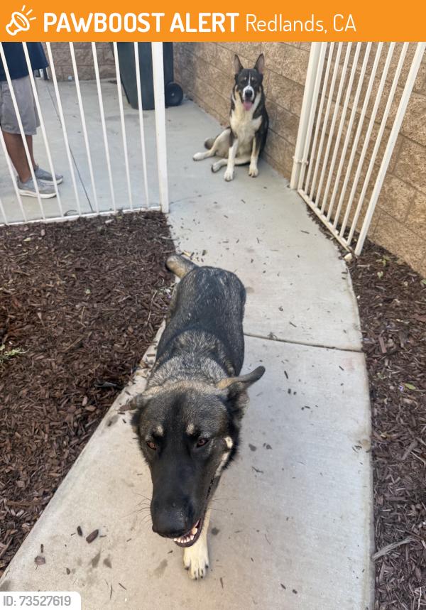 Found/Stray Male Dog last seen San bernardino/Grove St Redlands, CA, Redlands, CA 92374