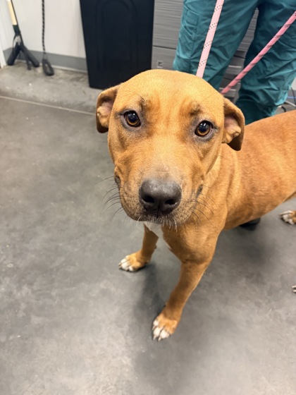 Shelter Stray Female Dog last seen I26 and Jedburg Road, Berkeley County, SC, 2455 Remount Rd, North Charleston, SC 29406, USA