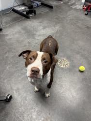 Shelter Stray Male Dog last seen Mandelle Road and Wilder Road, Berkeley County, SC, 2455 Remount Rd, North Charleston, SC 29406, USA