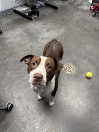 Shelter Stray Male Dog last seen Mandelle Road and Wilder Road, Berkeley County, SC, 2455 Remount Rd, North Charleston, SC 29406, USA