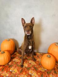 Shelter Stray Male Dog last seen Near Ten Mile Dr, Desoto, TX, 1150 E Pleasant Run Rd, Cedar Hill, TX 75104, USA