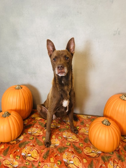 Shelter Stray Male Dog last seen Near Ten Mile Dr, Desoto, TX, 1150 E Pleasant Run Rd, Cedar Hill, TX 75104, USA