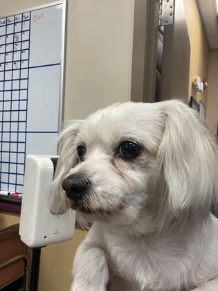 Shelter Stray Male Dog last seen Near Mantlebrook, Desoto, TX, 1150 E Pleasant Run Rd, Cedar Hill, TX 75104, USA