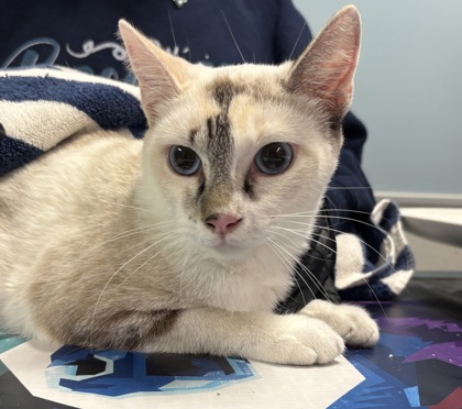 Shelter Stray Female Cat last seen Near FAITH DR, San Antonio, TX, 4804 Fredericksburg Rd, San Antonio, TX 78229, USA