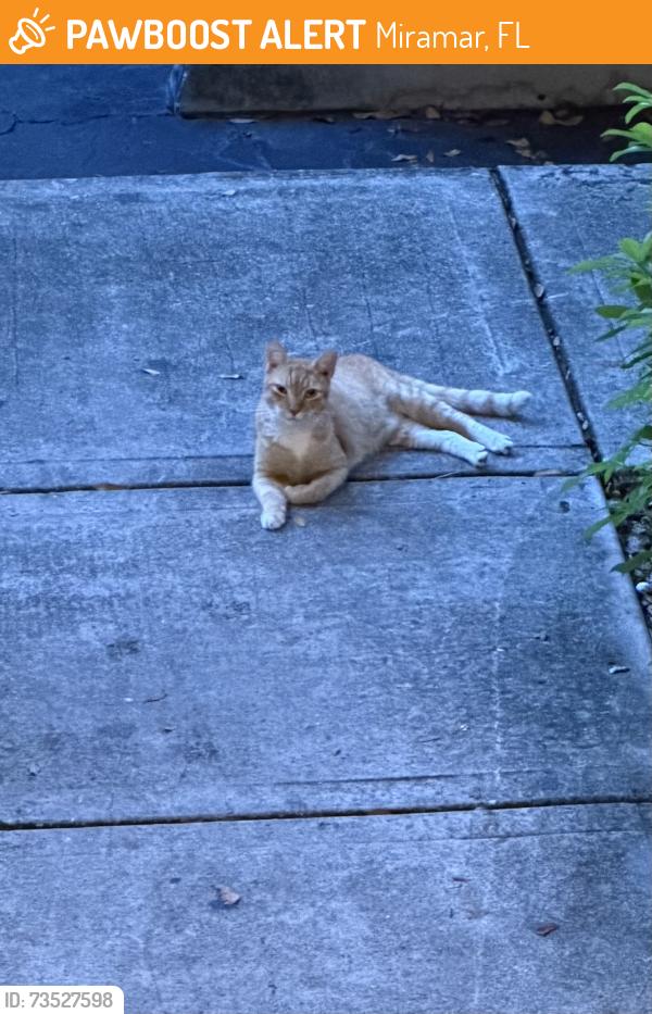 Found/Stray Unknown Cat last seen Flamingo & Miramar Blvd, Miramar, FL 33025