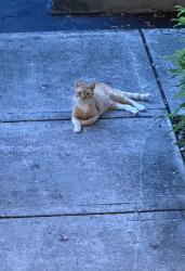 Found/Stray Unknown Cat last seen Flamingo & Miramar Blvd, Miramar, FL 33025