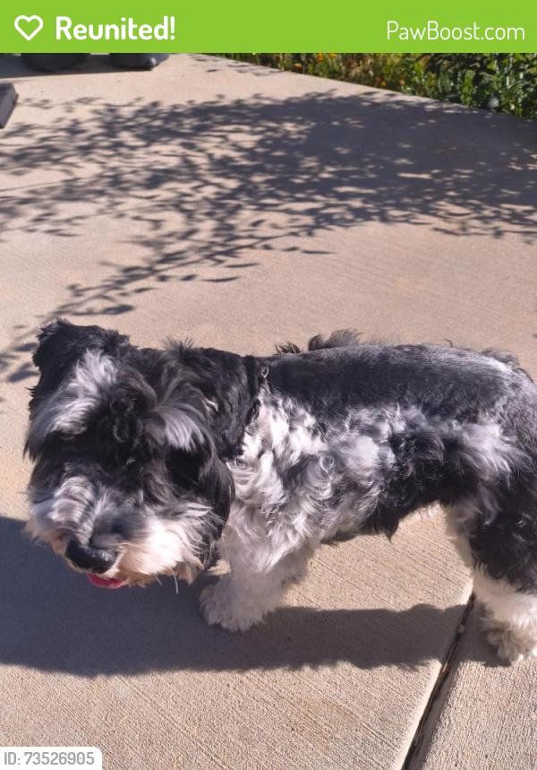 Reunited Male Dog last seen Adonea Traditions Aurora, Aurora, CO 80018