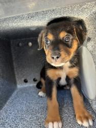 Shelter Stray Female Dog last seen Near WILBARGER ST, East District, TX, 355 Hillshire Dr, Haslet, TX 76052, USA