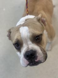 Shelter Stray Female Dog last seen rosedale and riverside, East District, TX, 355 Hillshire Dr, Haslet, TX 76052, USA