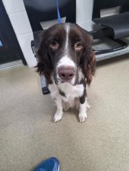 Shelter Stray Male Dog last seen Near Martin St, East District, TX, 355 Hillshire Dr, Haslet, TX 76052, USA