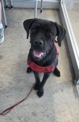 Shelter Stray Female Dog last seen Near Mimosa Ct, North District, TX, 355 Hillshire Dr, Haslet, TX 76052, USA