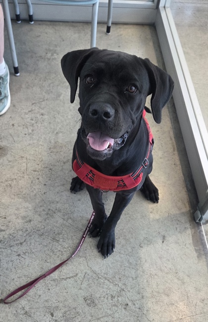 Shelter Stray Female Dog last seen Near Mimosa Ct, North District, TX, 355 Hillshire Dr, Haslet, TX 76052, USA