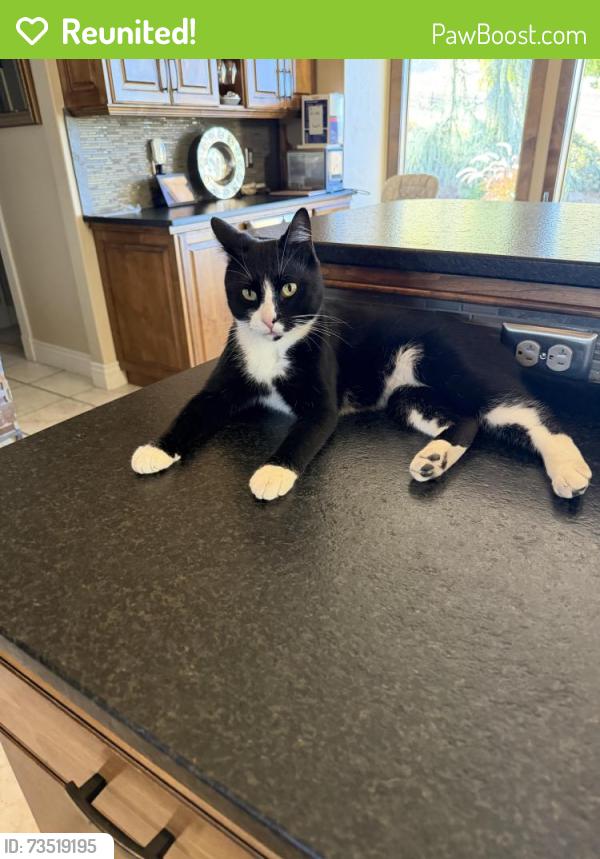 Reunited Unknown Cat last seen Castello Pl Terra Nativa Subdivision 83712, Boise, ID 83702