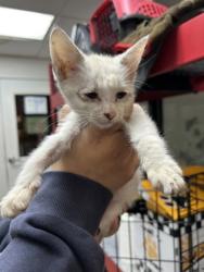 Shelter Stray Female Cat last seen Near Premier St, Central District, TX, 355 Hillshire Dr, Haslet, TX 76052, USA