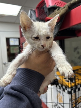 Shelter Stray Female Cat last seen Near Premier St, Central District, TX, 355 Hillshire Dr, Haslet, TX 76052, USA