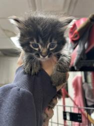 Shelter Stray Female Cat last seen Near Premier St, Central District, TX, 355 Hillshire Dr, Haslet, TX 76052, USA