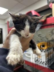 Shelter Stray Female Cat last seen Near Premier St, Central District, TX, 355 Hillshire Dr, Haslet, TX 76052, USA