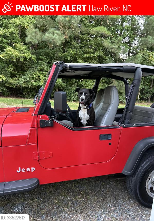 Lost Female Dog last seen Phillips Chapel Church Haw River NC, Haw River, NC 27258