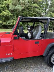 Lost Female Dog last seen Phillips Chapel Church Haw River NC, Haw River, NC 27258