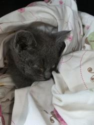 Shelter Stray Unknown Cat last seen Near e berry, East District, TX, 355 Hillshire Dr, Haslet, TX 76052, USA