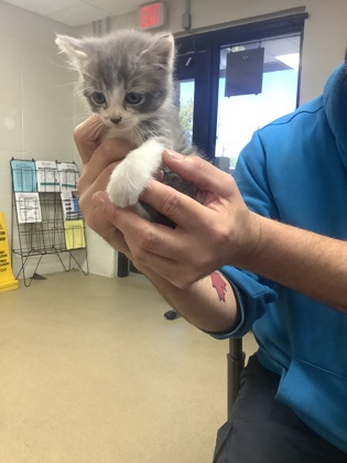Shelter Stray Female Cat last seen Near Polo Club Dr, East District, TX, 355 Hillshire Dr, Haslet, TX 76052, USA