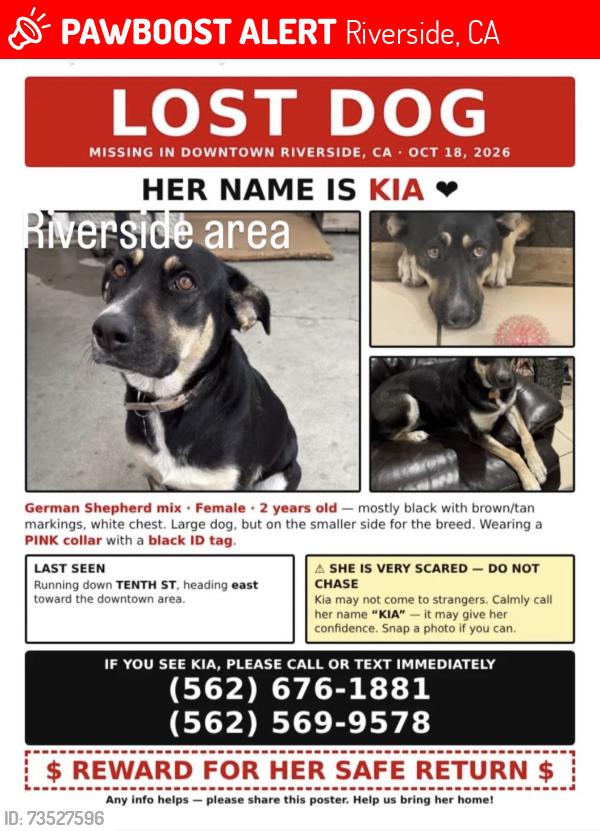 Lost Female Dog last seen Near Pine St Riverside, CA 92501 United States, Riverside, CA 92501
