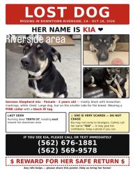 Lost Female Dog last seen Near Pine St Riverside, CA 92501 United States, Riverside, CA 92501