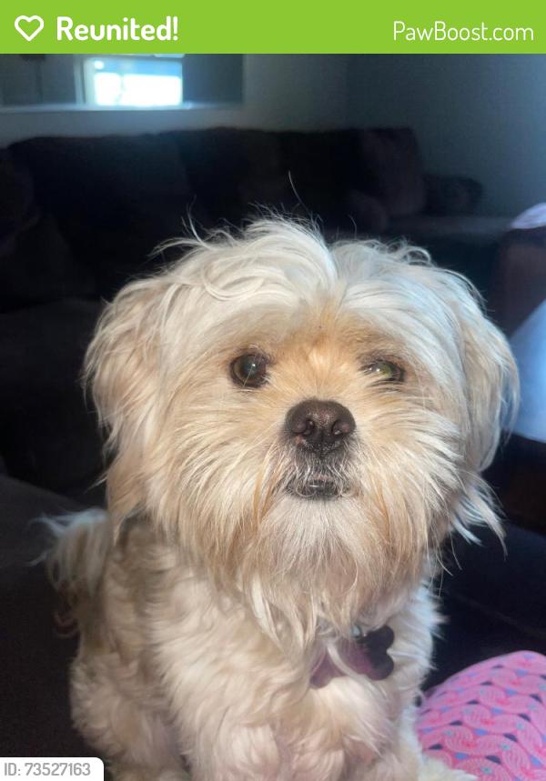 Reunited Female Dog last seen Lancaster, CA, USA, Lancaster, CA 93534