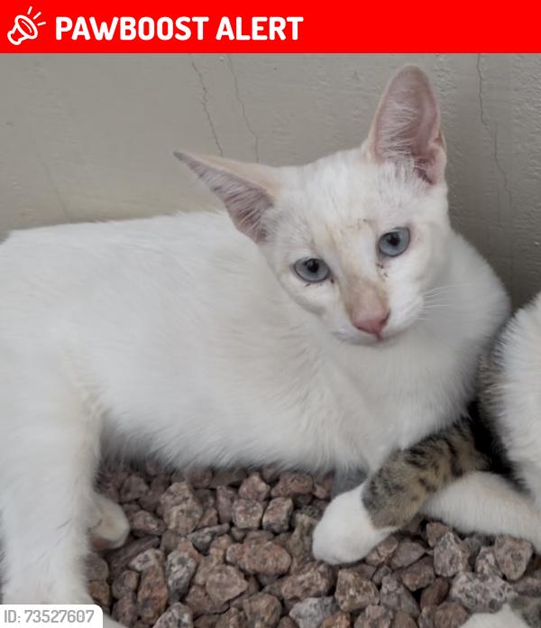 Lost Female Cat last seen Near S Cedar Dr, Apache Junction, AZ 85120
