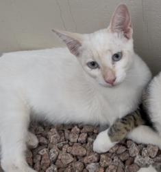 Lost Female Cat last seen Near S Cedar Dr, Apache Junction, AZ 85120