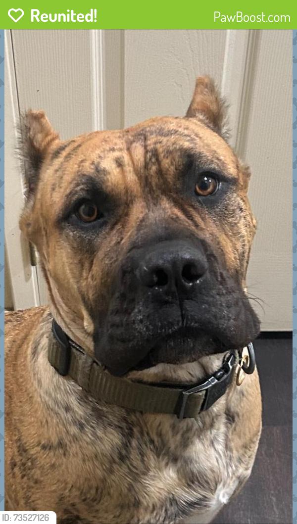 Reunited Female Dog last seen Lancaster, CA, USA, Lancaster, CA 93534