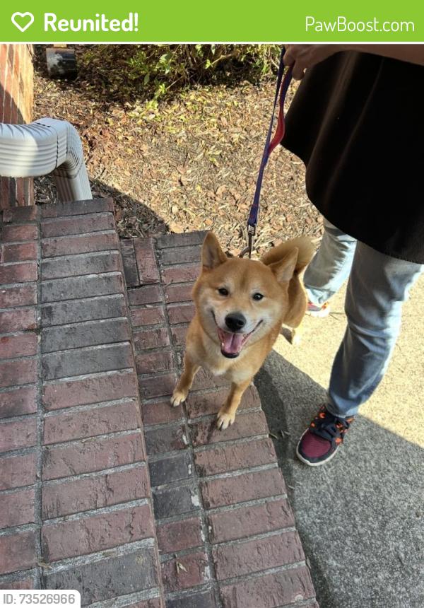 Reunited Male Dog last seen Near Hog Mountain Rd and Mineral Springs Rd, Gwinnett County, GA 30548