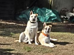 Reunited Male Dog last seen Blakelakelake Belmore, Olympia, WA 98512