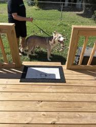 Found/Stray Male Dog last seen Darnell and Winscott, Benbrook, TX 76126