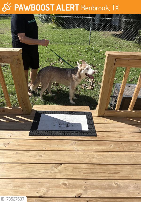 Found/Stray Male Dog last seen Darnell and Winscott, Benbrook, TX 76126