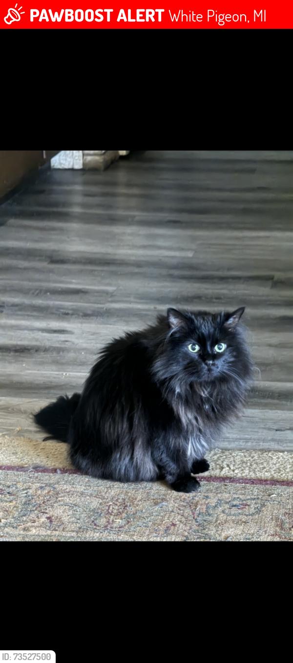 Lost Female Cat last seen Hebron Rd and N River Rd, White Pigeon, MI 49099