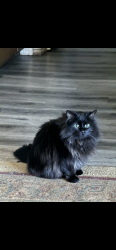 Lost Female Cat last seen Hebron Rd and N River Rd, White Pigeon, MI 49099