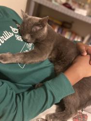 Reunited Male Cat last seen Jacaranda Pkwy and 42nd Avenue, Cape Coral, FL 33993