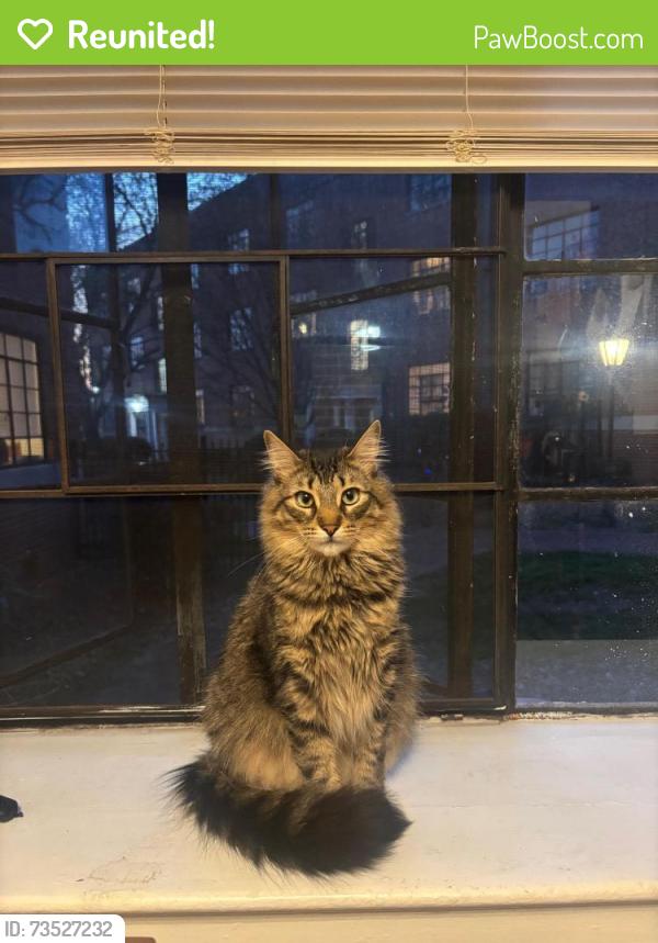 Reunited Male Cat last seen Mayo St, W Morgan, across from Trophy Brewing, Raleigh, NC 27603