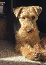 Lost Female Dog last seen Near Ridgeline Dr Colorado Springs, CO 80921 United States, Colorado Springs, CO 80921