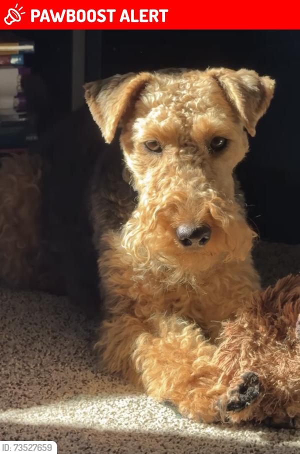 Lost Female Dog last seen Near Ridgeline Dr Colorado Springs, CO 80921 United States, Colorado Springs, CO 80921